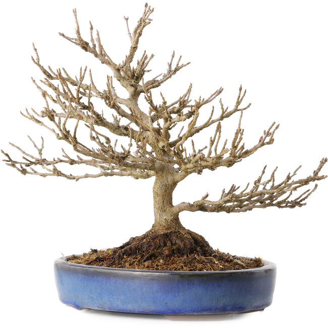 Acer buergerianum, 18 cm, ± 25 years old, with a nebari of 7 cm