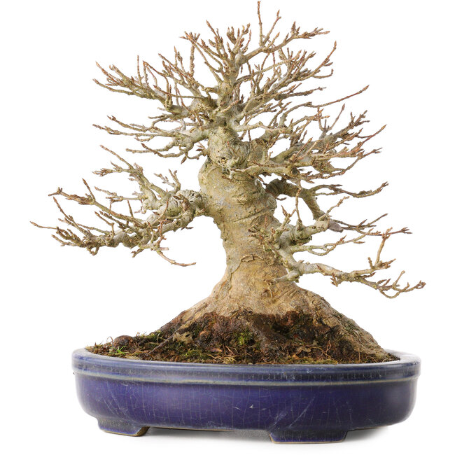 Acer buergerianum, 17 cm, ± 30 ans, avec un nebari de 13,5 cm