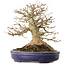 Acer buergerianum, 17 cm, ± 30 jaar oud, met een nebari van 13,5 cm