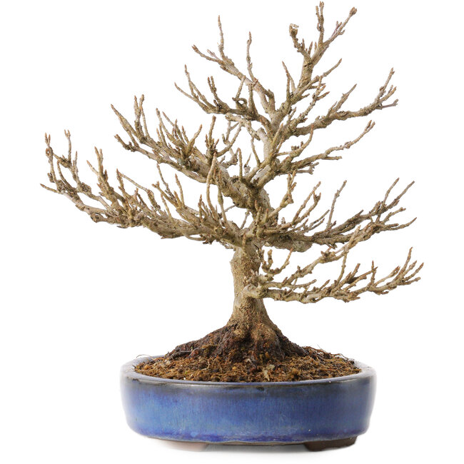 Acer buergerianum, 18 cm, ± 25 years old, with a nebari of 7 cm