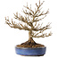 Acer buergerianum, 18 cm, ± 25 jaar oud, met een nebari van 7 cm