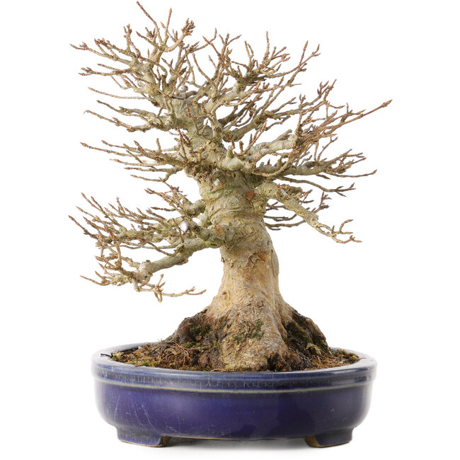 Acer buergerianum, 17 cm, ± 30 years old, with a nebari of 13,5 cm