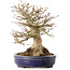 Acer buergerianum, 17 cm, ± 30 jaar oud, met een nebari van 13,5 cm