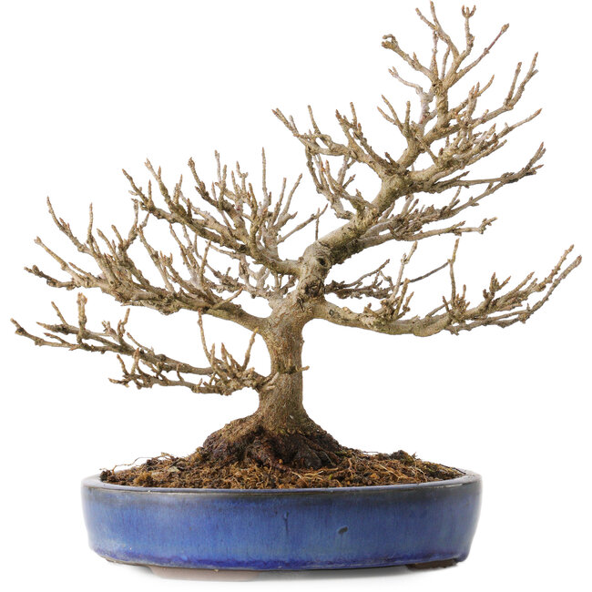 Acer buergerianum, 18 cm, ± 25 jaar oud, met een nebari van 7 cm