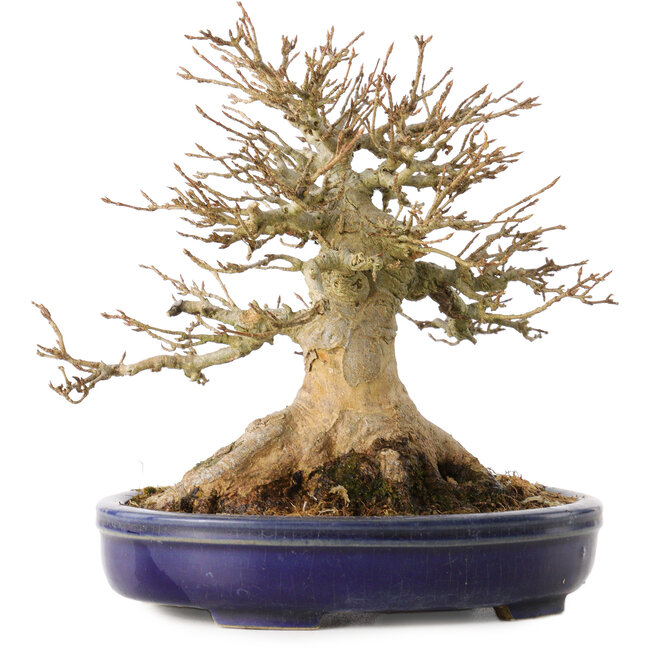 Acer buergerianum, 17 cm, ± 30 years old, with a nebari of 13,5 cm