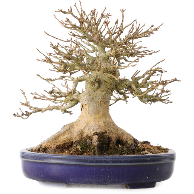 Acer buergerianum, 17 cm, ± 30 anni, con un nebari di 13,5 cm