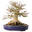 Acer buergerianum, 17 cm, ± 30 jaar oud, met een nebari van 13,5 cm