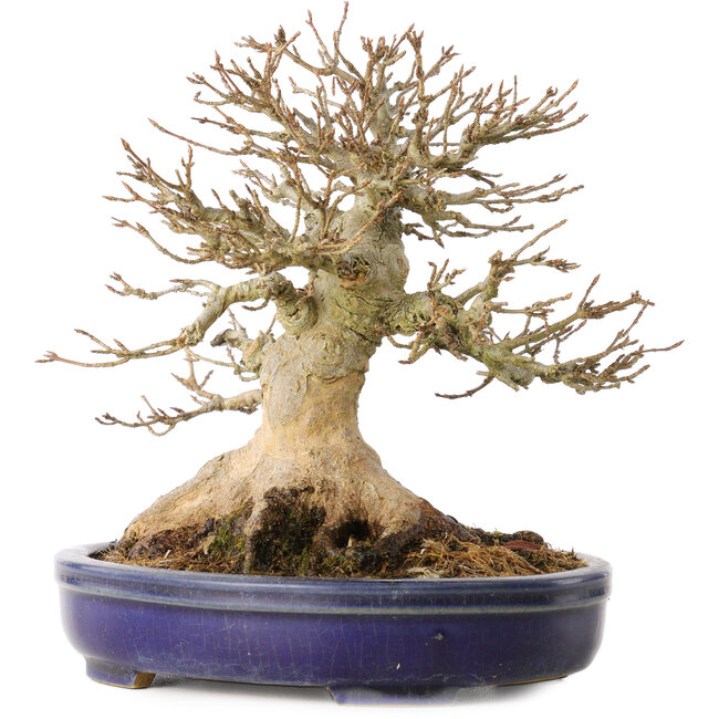 Acer buergerianum, 17 cm, ± 30 years old, with a nebari of 13,5 cm