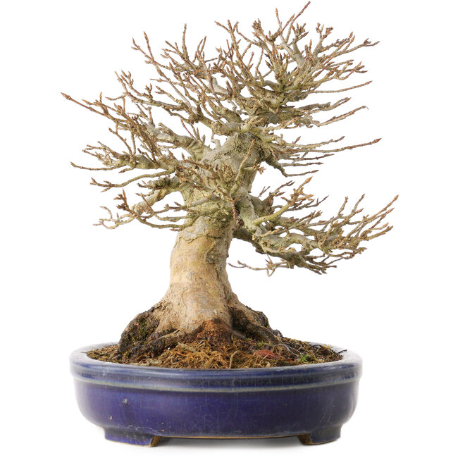 Acer buergerianum, 17 cm, ± 30 anni, con un nebari di 13,5 cm