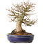 Acer buergerianum, 17 cm, ± 30 jaar oud, met een nebari van 13,5 cm