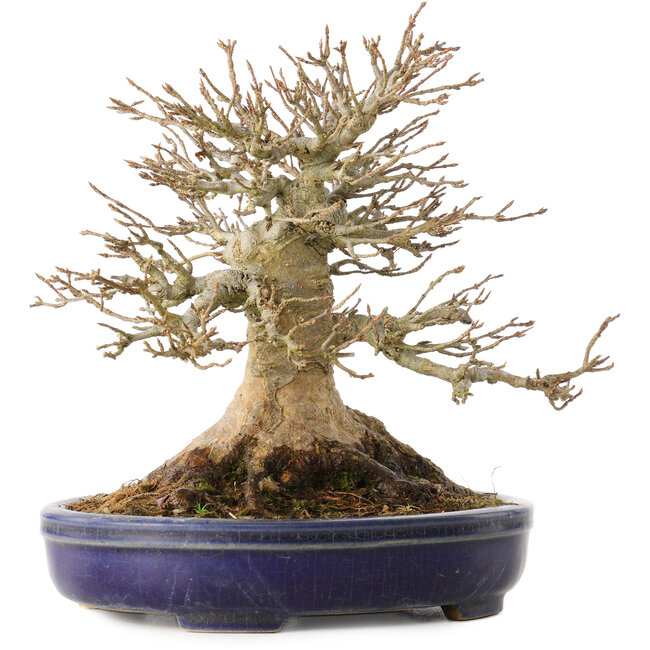 Acer buergerianum, 17 cm, ± 30 años, con un nebari de 13,5 cm