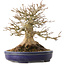 Acer buergerianum, 17 cm, ± 30 years old, with a nebari of 13,5 cm