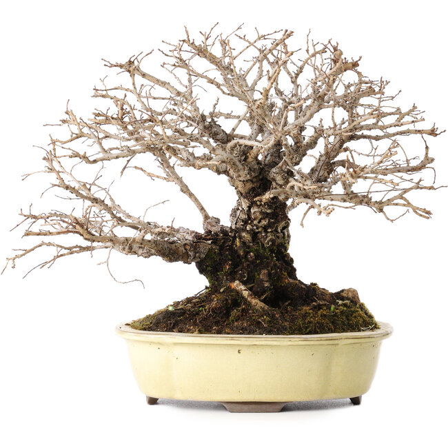 Ulmus parvifolia Nire, 20 cm, ± 25 jaar oud, met een nebari van 8 cm