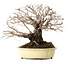 Ulmus parvifolia Nire, 20 cm, ± 25 jaar oud, met een nebari van 8 cm