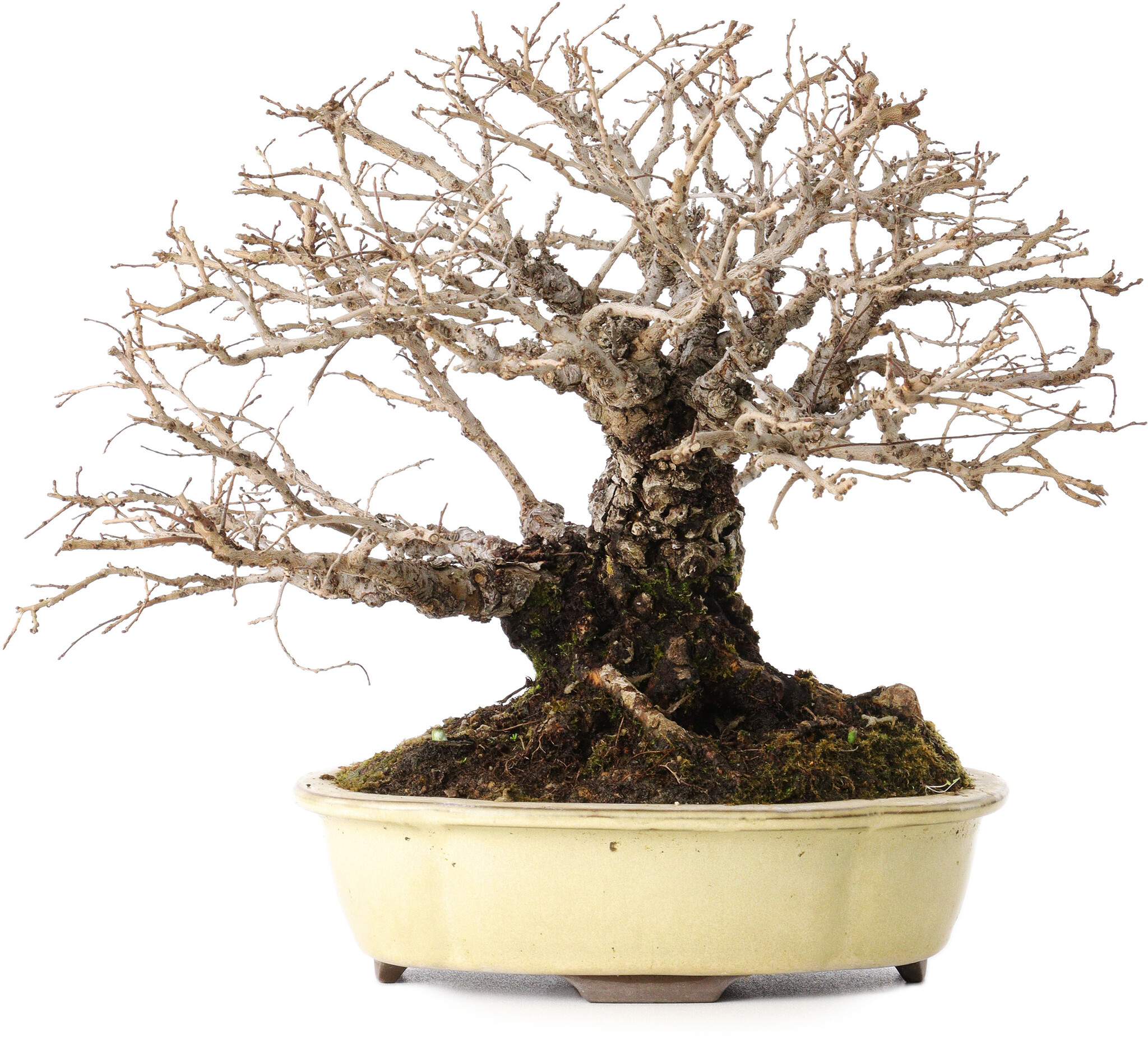 Ulmus parvifolia Nire, 20 cm, ± 25 jaar oud, met een nebari van 8