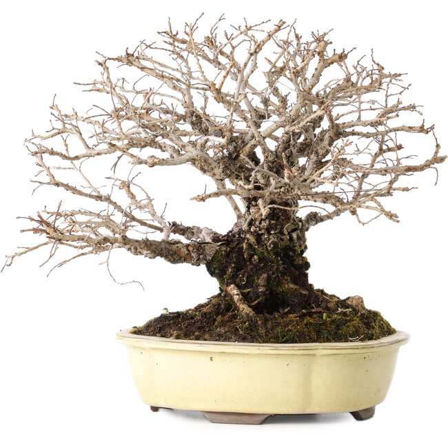 Ulmus parvifolia Nire, 20 cm, ± 25 ans, avec un nebari de 8 cm