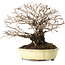 Ulmus parvifolia Nire, 20 cm, ± 25 jaar oud, met een nebari van 8 cm