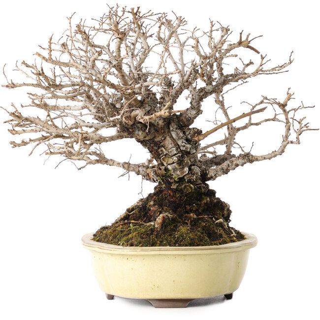 Ulmus parvifolia Nire, 20 cm, ± 25 anni, con nebari di 8 cm