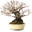 Ulmus parvifolia Nire, 20 cm, ± 25 jaar oud, met een nebari van 8 cm