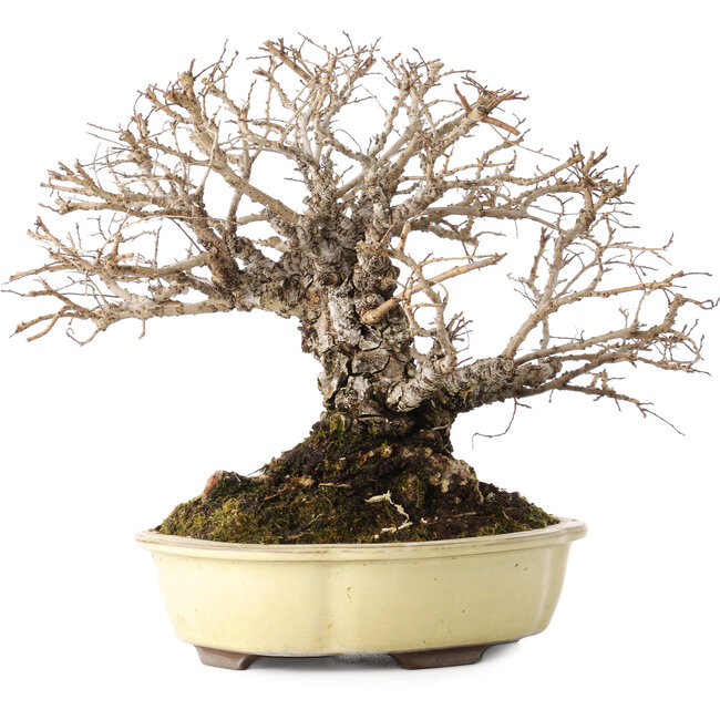 Ulmus parvifolia Nire, 20 cm, ± 25 años, con un nebari de 8 cm