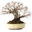 Ulmus parvifolia Nire, 20 cm, ± 25 jaar oud, met een nebari van 8 cm