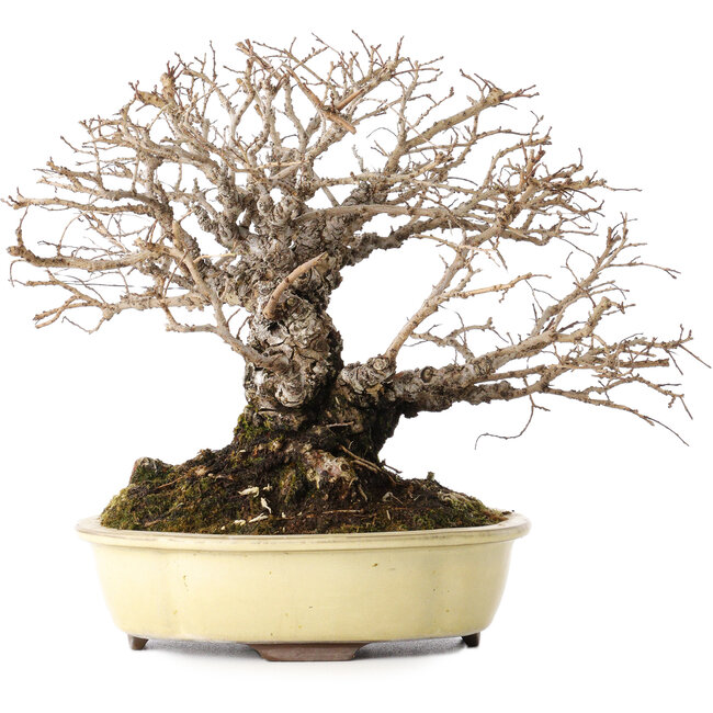 Ulmus parvifolia Nire, 20 cm, ± 25 ans, avec un nebari de 8 cm