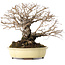 Ulmus parvifolia Nire, 20 cm, ± 25 jaar oud, met een nebari van 8 cm