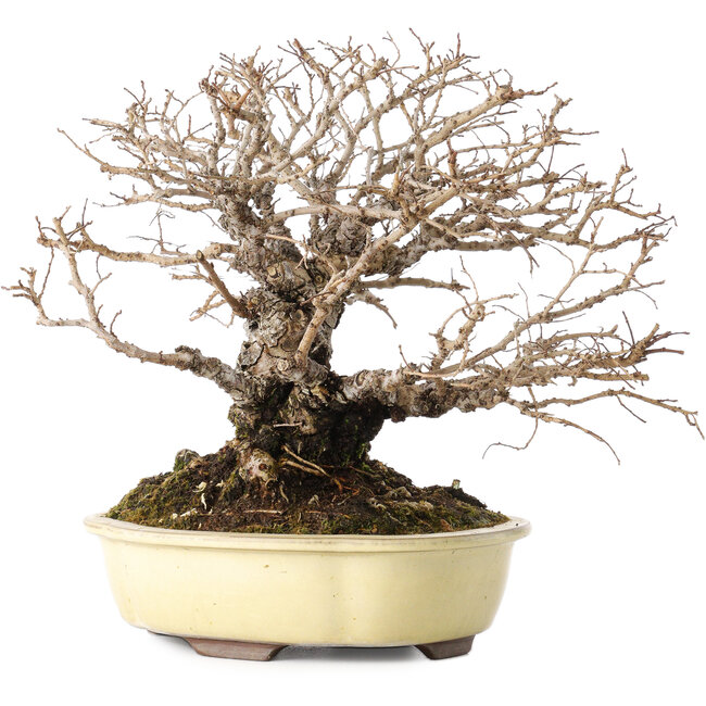 Ulmus parvifolia Nire, 20 cm, ± 25 ans, avec un nebari de 8 cm