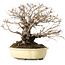Ulmus parvifolia Nire, 20 cm, ± 25 jaar oud, met een nebari van 8 cm