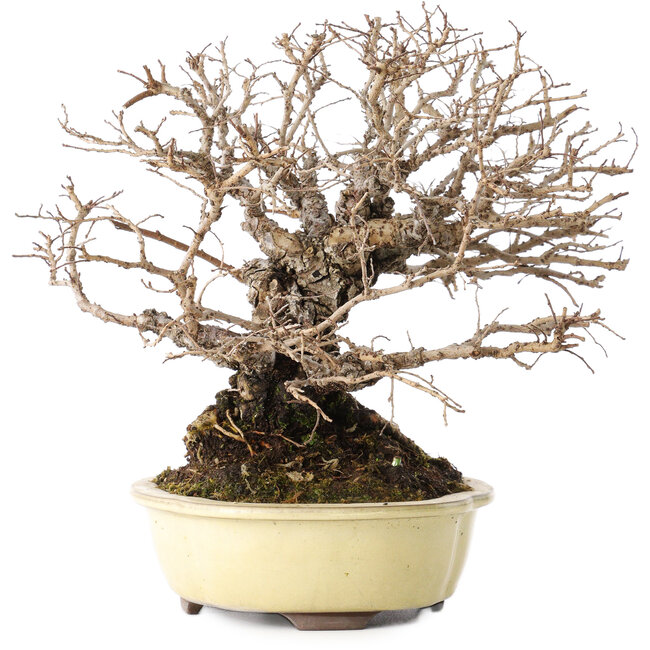 Ulmus parvifolia Nire, 20 cm, ± 25 jaar oud, met een nebari van 8 cm