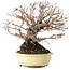 Ulmus parvifolia Nire, 20 cm, ± 25 jaar oud, met een nebari van 8 cm