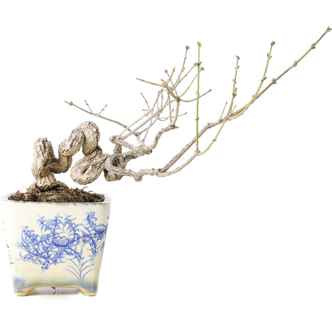 Euonymus alatus, 13 cm, ± 30 anni, con un nebari di 4 cm