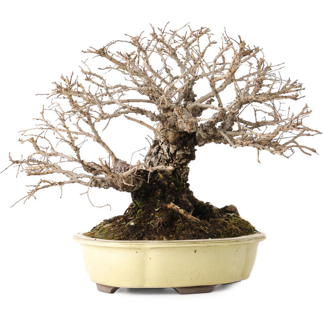 Ulmus parvifolia Nire, 20 cm, ± 25 ans, avec un nebari de 8 cm