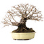 Ulmus parvifolia Nire, 20 cm, ± 25 jaar oud, met een nebari van 8 cm