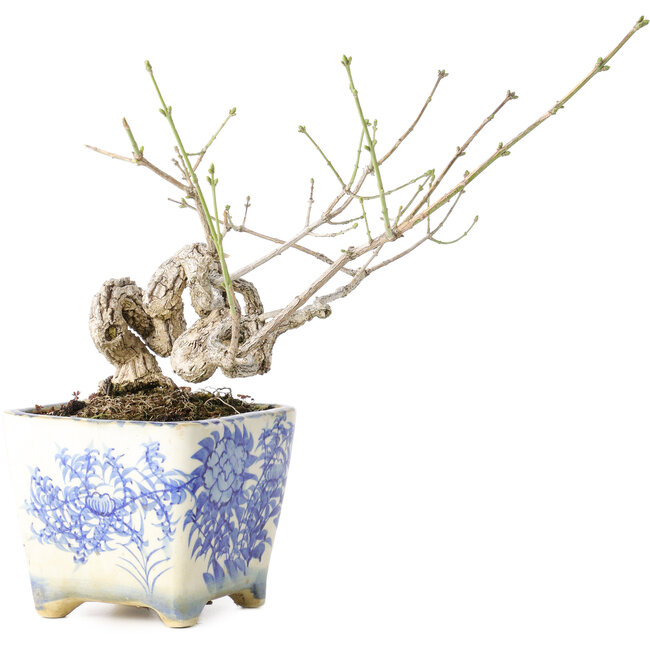 Euonymus alatus, 13 cm, ± 30 jaar oud, met een nebari van 4 cm