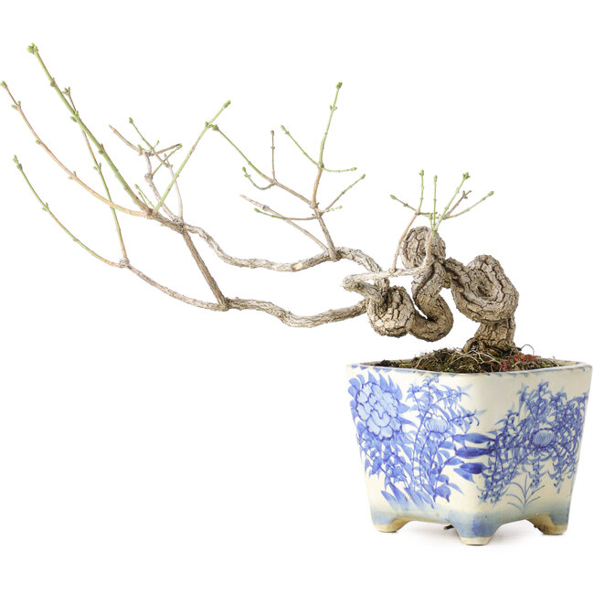 Euonymus alatus, 13 cm, ± 30 anni, con un nebari di 4 cm