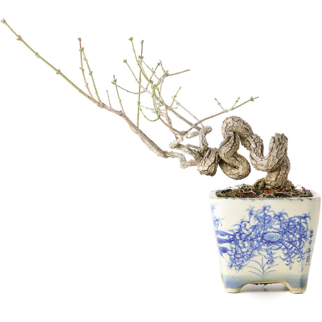 Euonymus alatus, 13 cm, ± 30 Jahre alt, mit einem Nebari von 4 cm