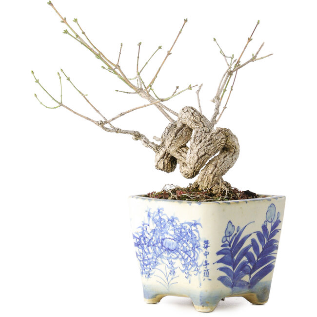 Euonymus alatus, 13 cm, ± 30 años, con un nebari de 4 cm