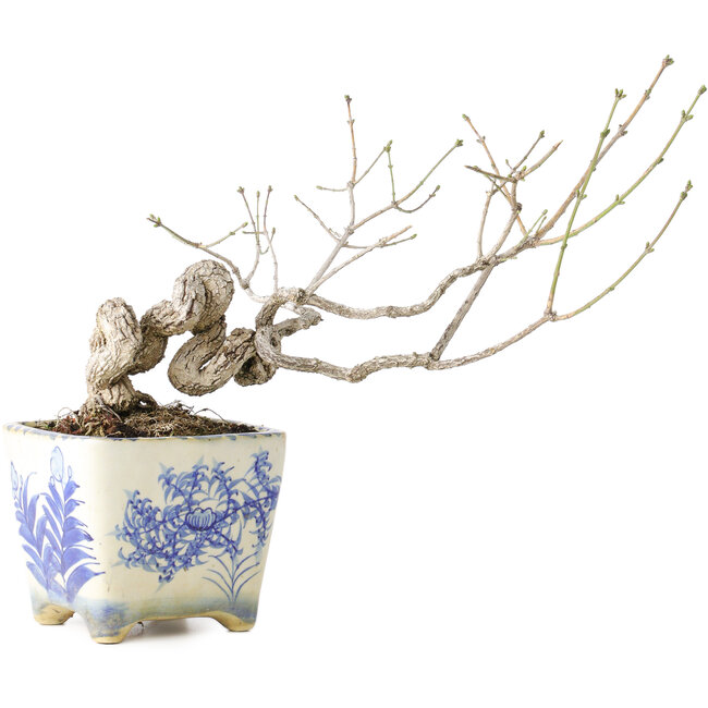 Euonymus alatus, 13 cm, ± 30 years old, with a nebari of 4 cm