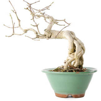 Euonymus alatus, 20 cm, ± 20 anni