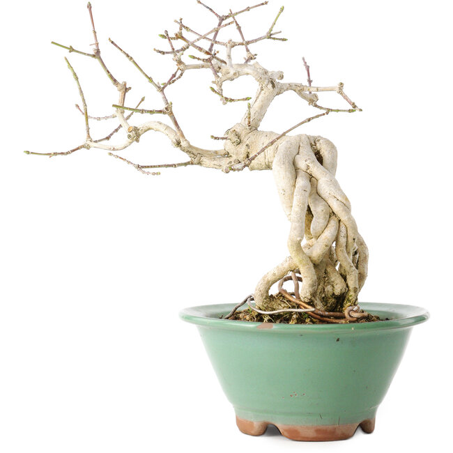 Euonymus alatus, 20 cm, ± 20 years old, with a nebari of 8 cm