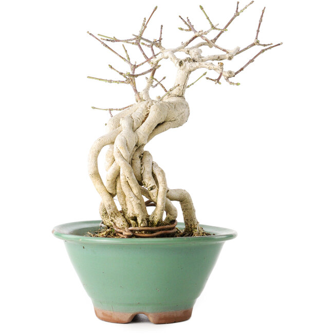 Euonymus alatus, 20 cm, ± 20 anni, con un nebari di 8 cm