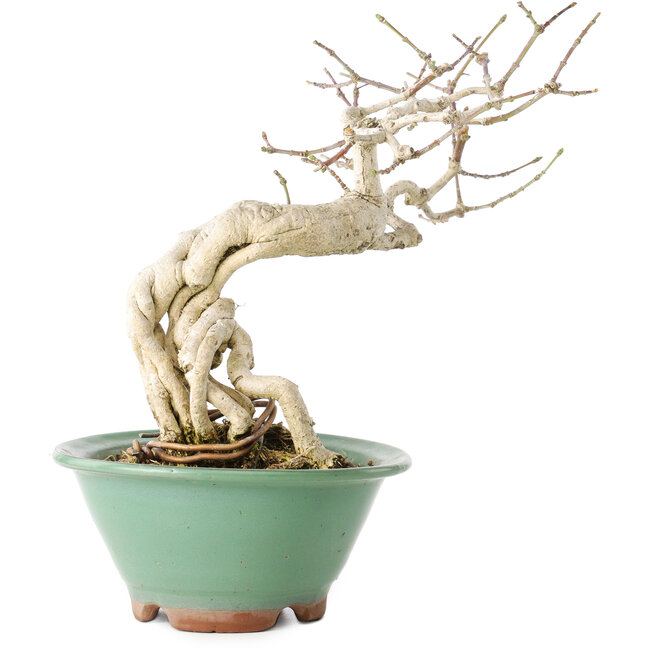 Euonymus alatus, 20 cm, ± 20 years old, with a nebari of 8 cm