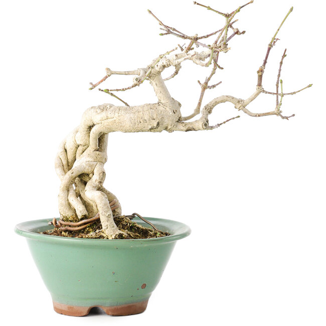 Euonymus alatus, 20 cm, ± 20 Jahre alt, mit einem Nebari von 8 cm