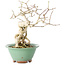 Euonymus alatus, 20 cm, ± 20 anni, con un nebari di 8 cm