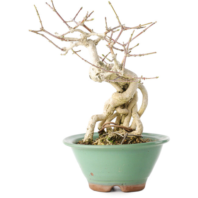 Euonymus alatus, 20 cm, ± 20 jaar oud, met een nebari van 8 cm