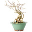 Euonymus alatus, 20 cm, ± 20 anni, con un nebari di 8 cm