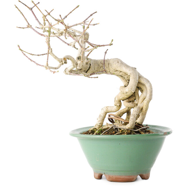 Euonymus alatus, 20 cm, ± 20 years old, with a nebari of 8 cm