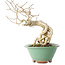Euonymus alatus, 20 cm, ± 20 anni, con un nebari di 8 cm