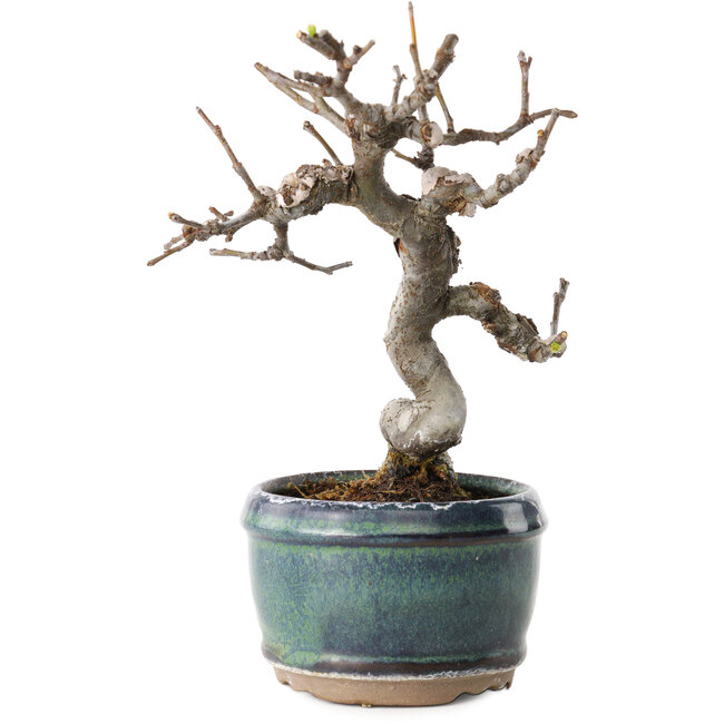 Pseudocydonia sinensis, 15 cm, ± 15 jaar oud